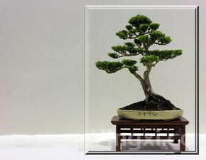 榆钱树盆景，榆钱树